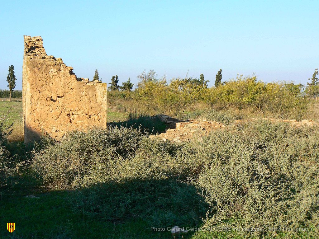 176.jpg - Allée de grenadiers.