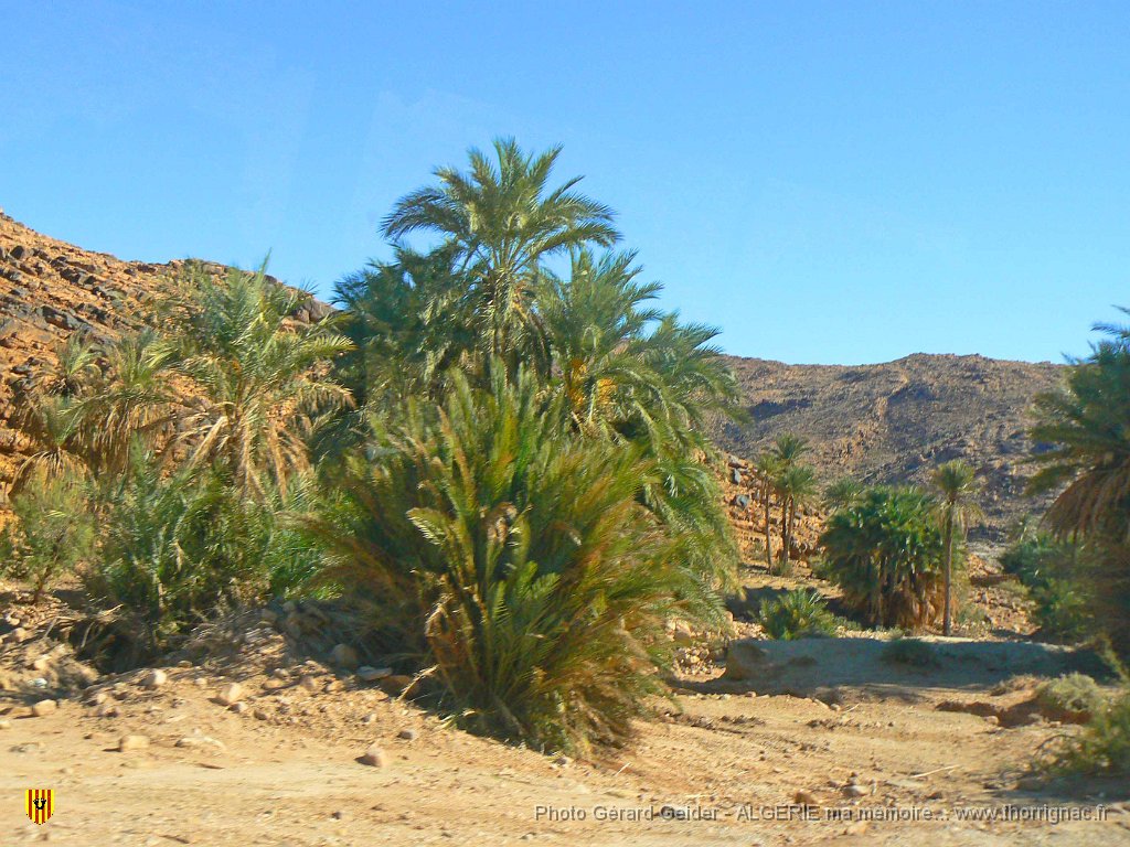 348.jpg - Palmeraie.