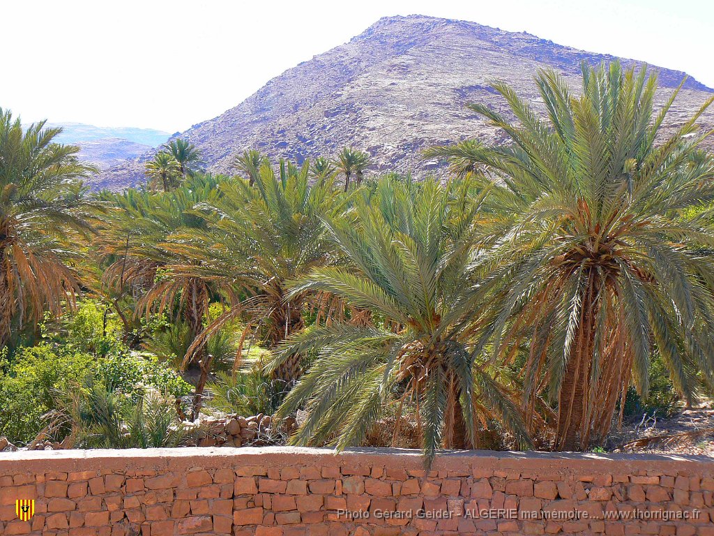 350 palmeraie a moghah.jpg - Palmeraie à Moghah.