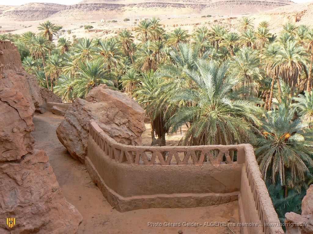 388.jpg - La palmeraie.