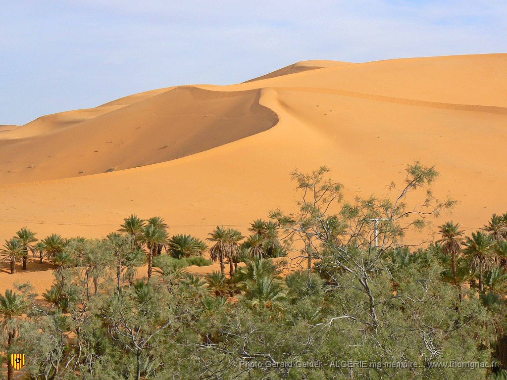 391.jpg - La palmeraie.