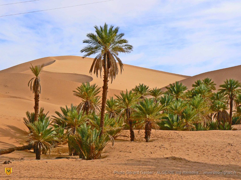 394.jpg - La palmeraie.