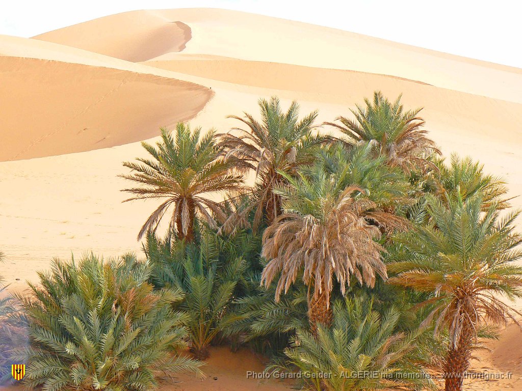 395.jpg - La palmeraie.