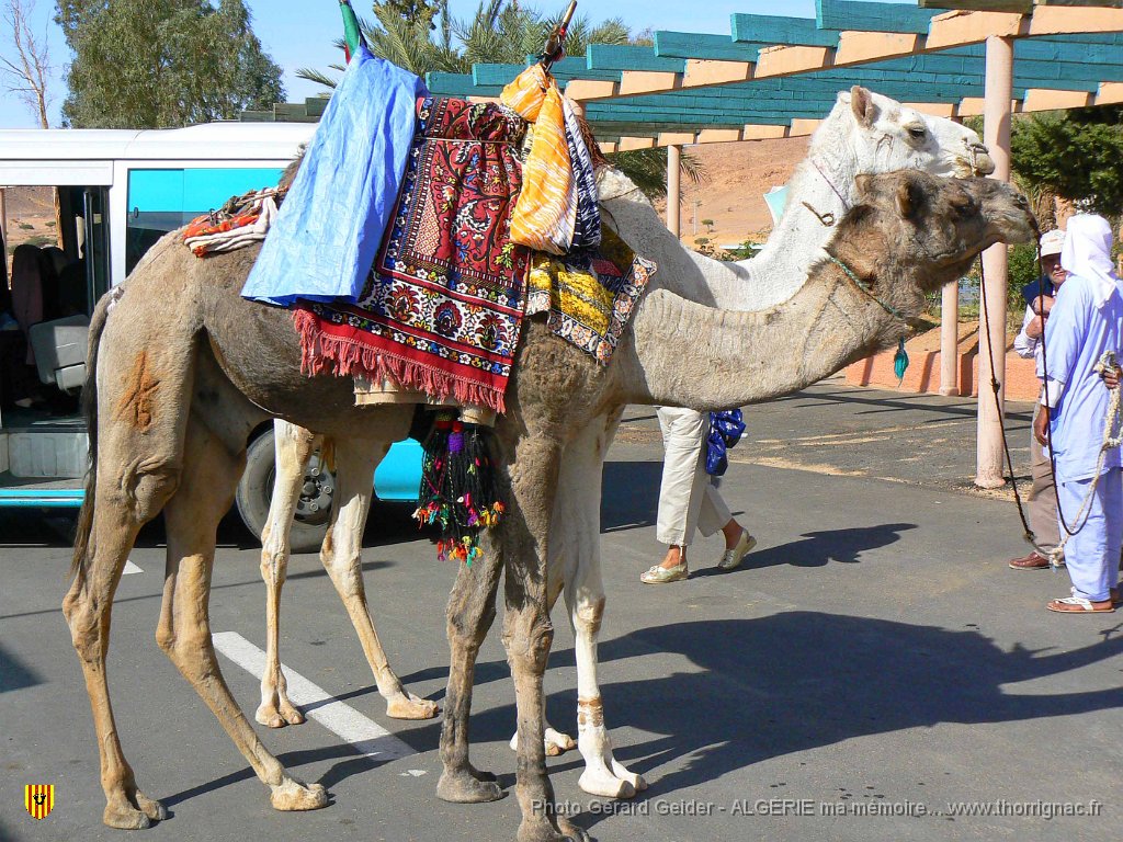 400 devant l hotel.jpg - Dromadaire devant l'hôtel.