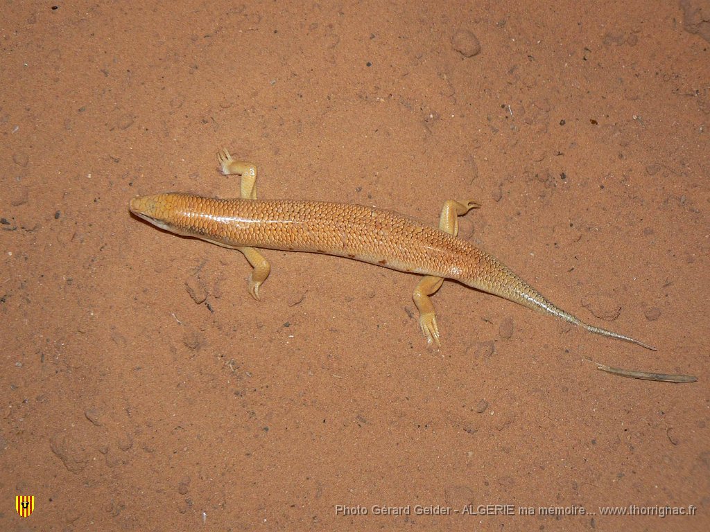401 poisson des sables.jpg - Poisson des sables.