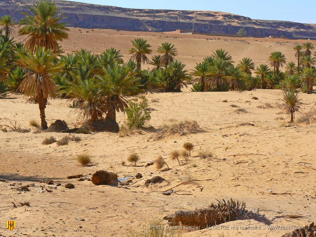 410.jpg - Palmeraie sur 13 km.