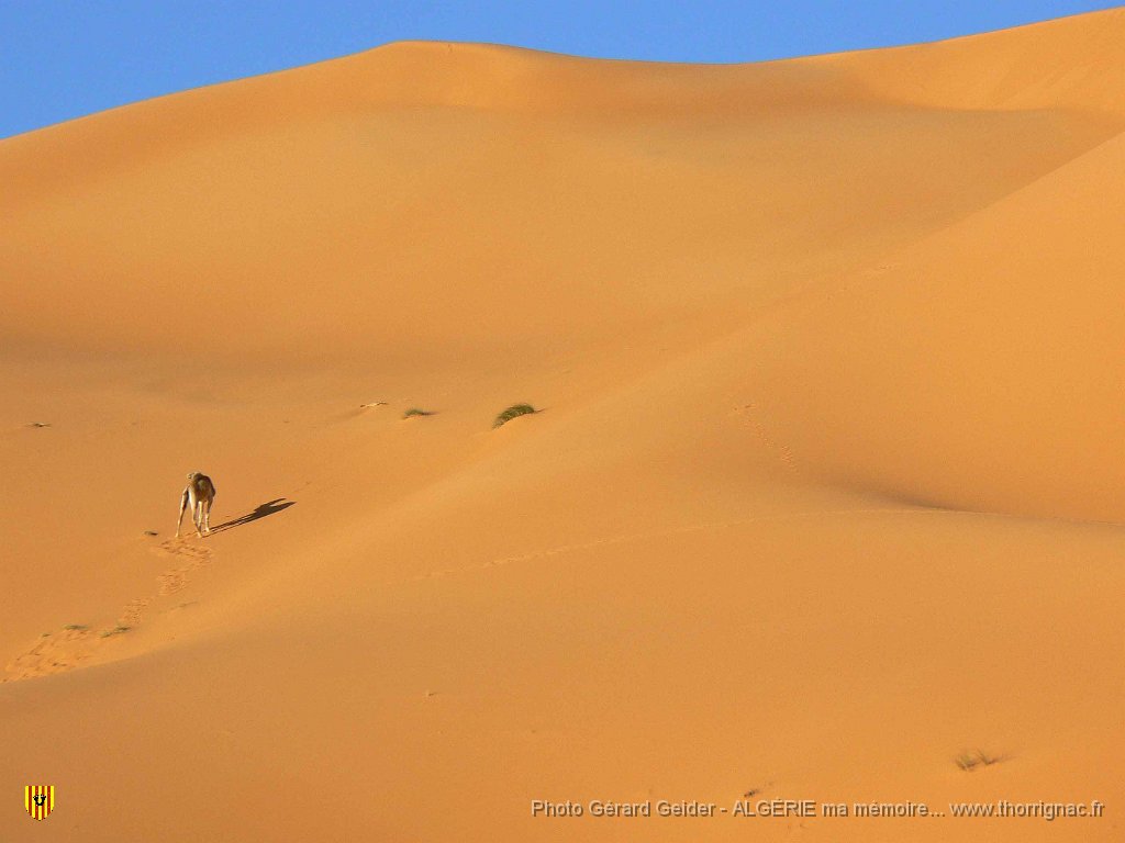 416 chameau au loin.jpg - Dromadaire au loin.