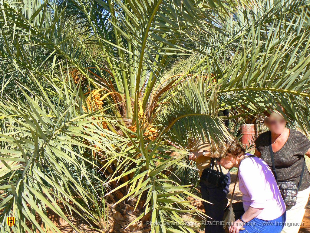 434 manger des dattes sur l arbre.jpg - Manger des dattes sur l'arbre à portée de ses mains.