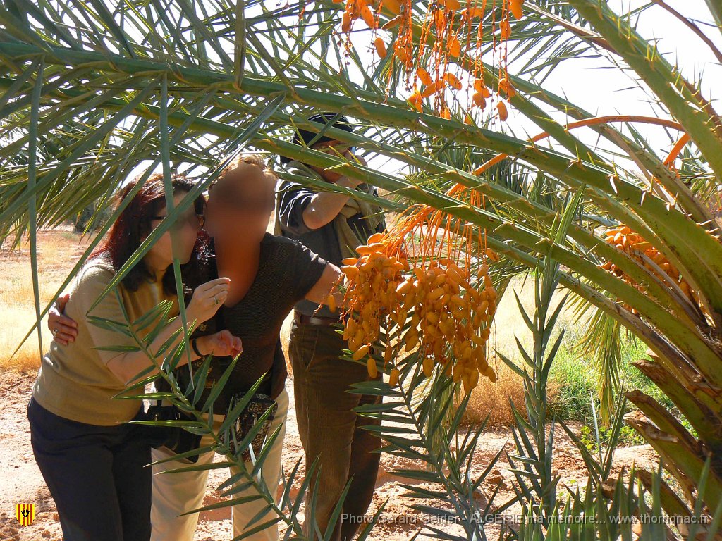 435.jpg - Manger des dattes sur l'arbre à portée de ses mains.