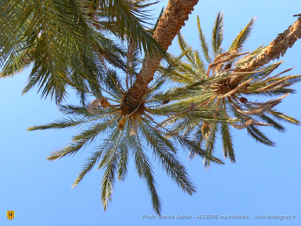 456.jpg - Palmiers.