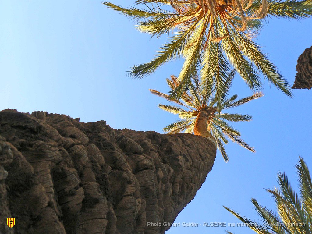 460 promenade dans la palmeraie.jpg - Palmiers.
