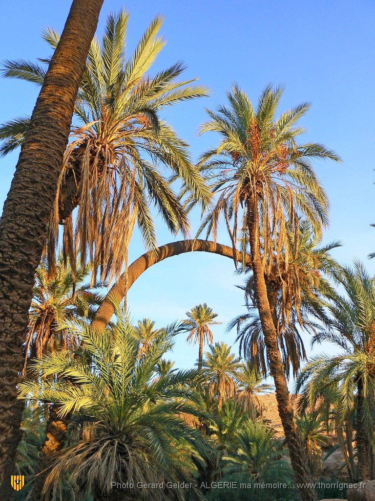 461.jpg - Palmeraie.