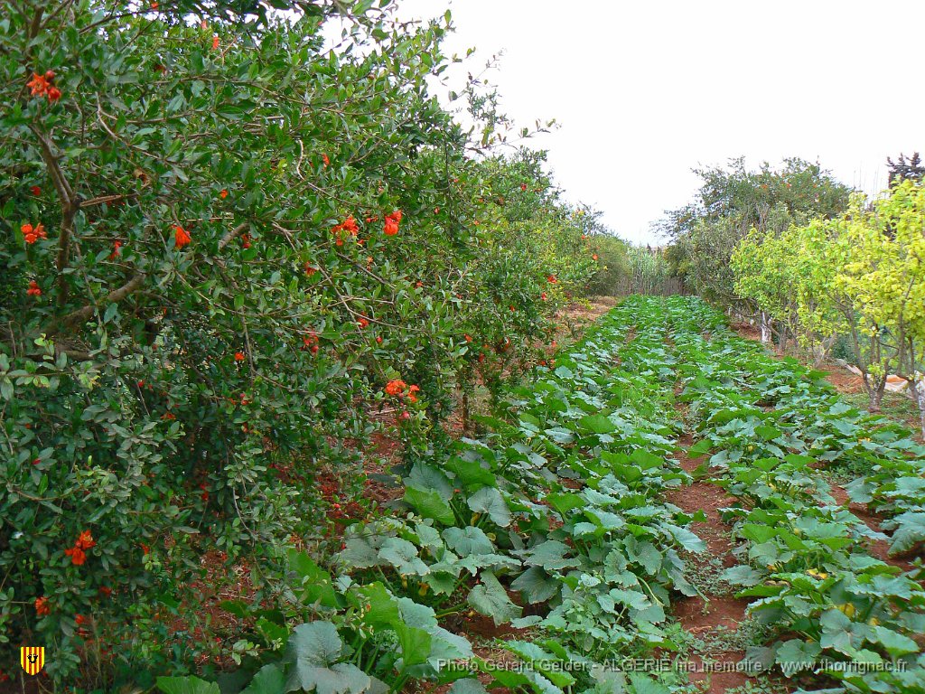 054.JPG - Haie de grenadiers.