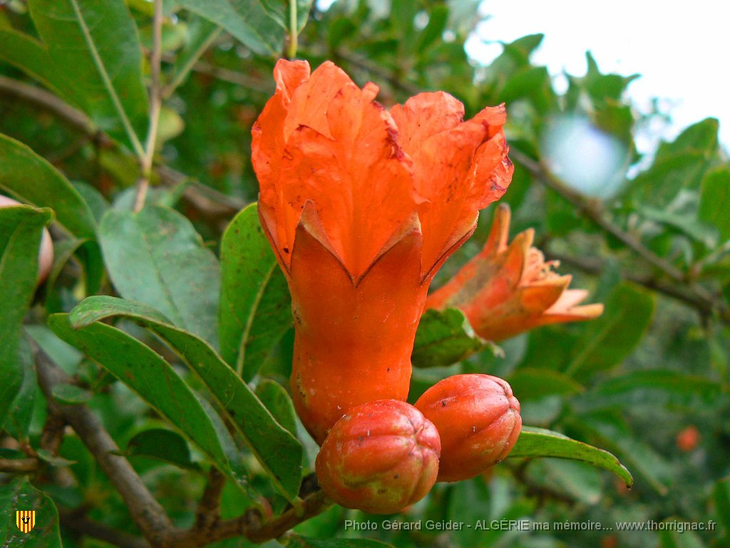 055.JPG - Fleurs de grenadier