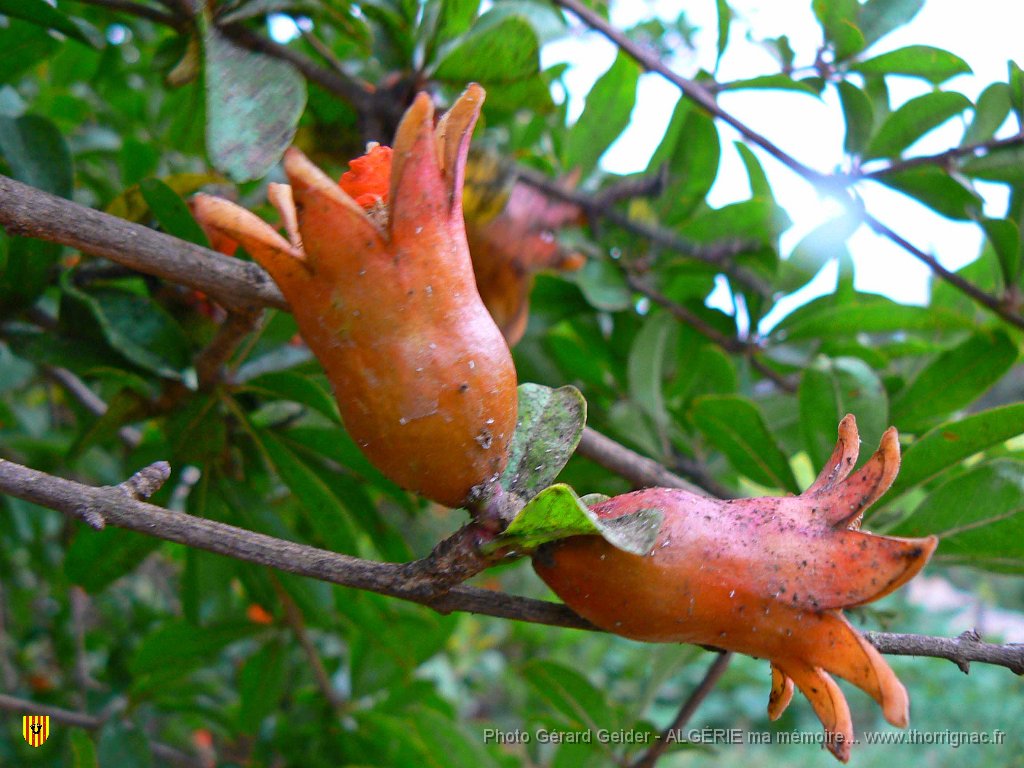 056.JPG - Fleurs de grenadier