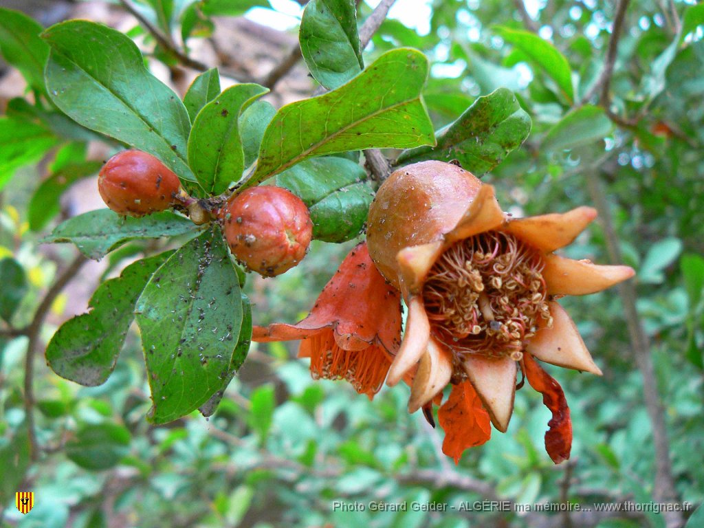 057.JPG - Fleurs de grenadier