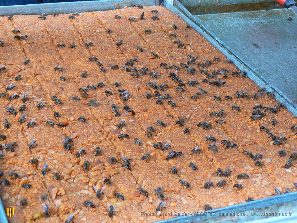 026.JPG - Nuée d'abeilles sur ...