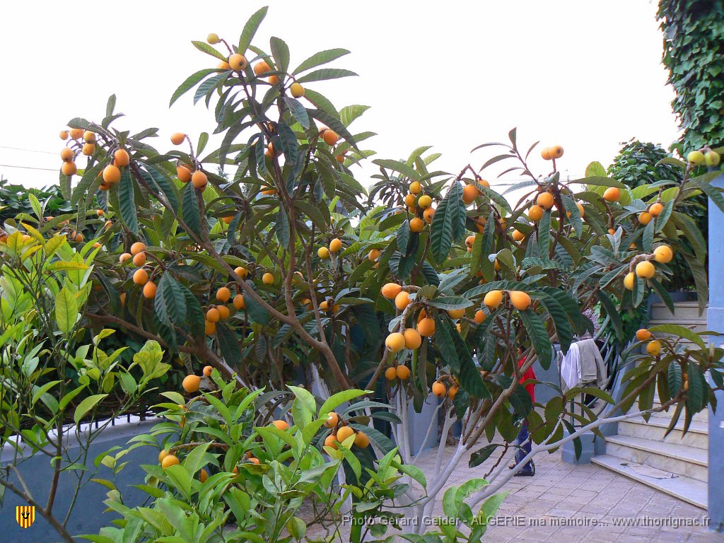 012.JPG - Fornaka. Néflier.