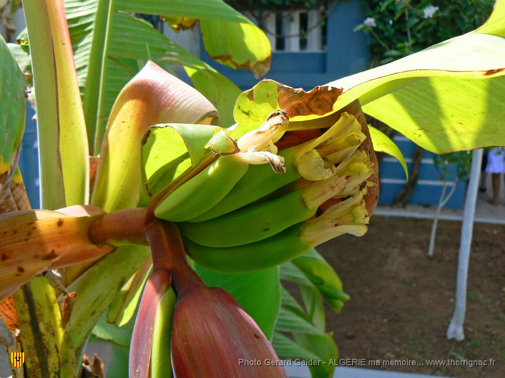 150.JPG - Fornaka. Bananier.