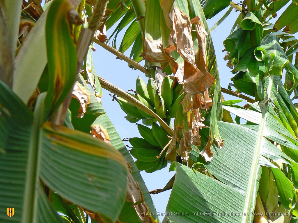 151.JPG - Fornaka. Bananier.