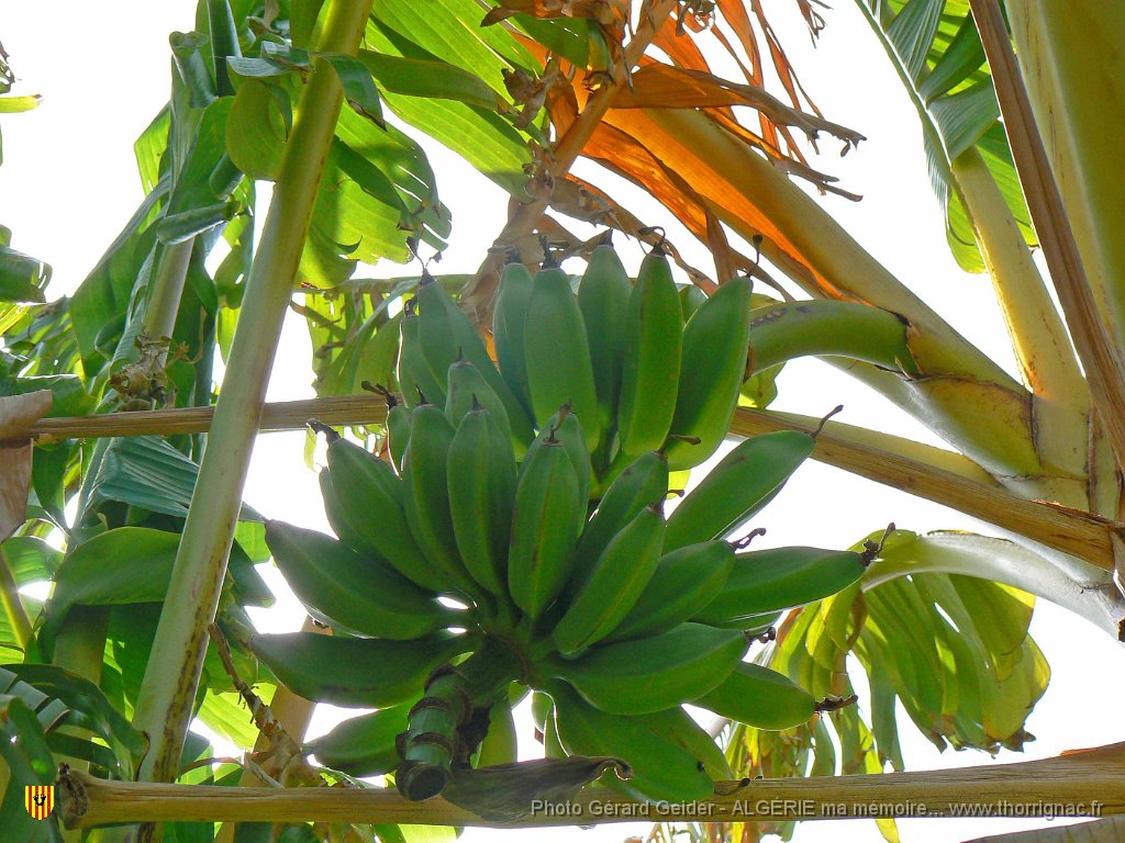 152.JPG - Fornaka. Bananier.
