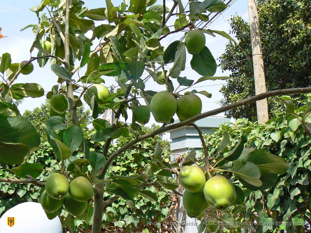 153.JPG - Fornaka. Cognassier.