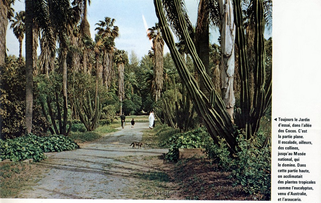 Jardin d essai d alger allee des cocos N 218.jpg - Jardin d'Essai d'Alger, allée des cocos. N° 218