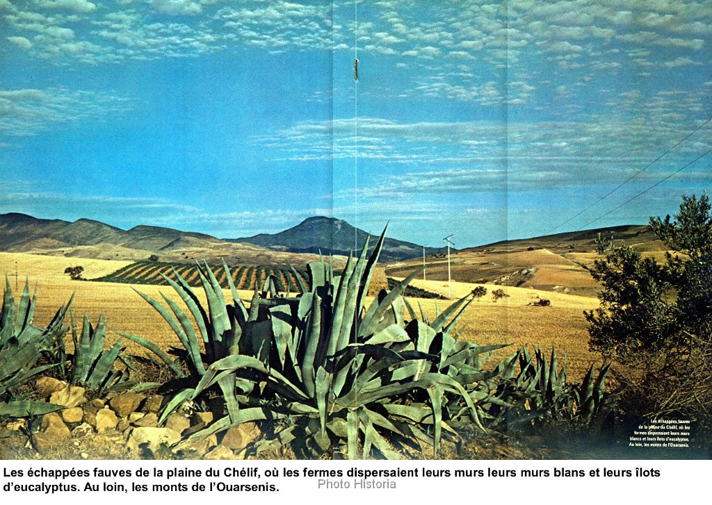 la plaine du Cheliff N 230.jpg - La plaine du Chélif