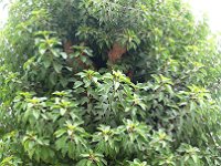 Arbre se trouvant dans la cour de l'église Saint-Eugène. C'est un Belombra ou Bella Ombra. les 2 orthographes sont acceptées