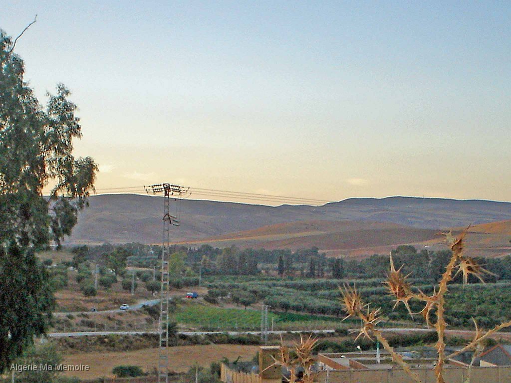 12.JPG - Champ d'orangers autour de Lavayssière. Août 2012                               