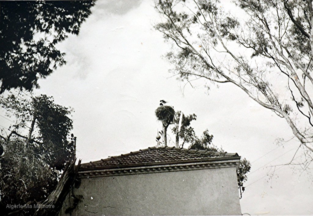 Nid de cigognes a Lavayssiere.jpg - Un nid de cigognes